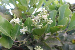 Clausena indica